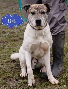 King braucht seinen Menschen - Flörsheim-Dalsheim