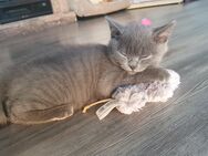 Bkh kitten blue kater - Worms