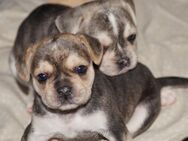 Frengle Freagle (Retro Französische Bulldoggen) Welpen - Grünberg
