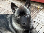 Schäferhund-Husky Welpe sucht ein liebevolles Zuhause - Kreuztal Zentrum
