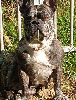 Französische Bulldoggen - Tegernheim