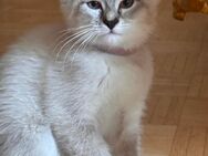 3 kleine Stuben Tiger suchen neue Zuhause - Berlin