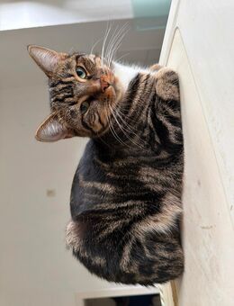 Liebevolle Samtpfoten - Duisburg