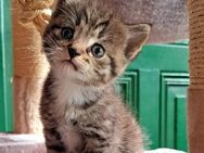 Schmusekätzchen sucht liebevolles Zuhause, Katzenbaby, Kitten, Babykatze, Katze - Drensteinfurt