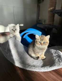 BKH Kitten - Stockelsdorf