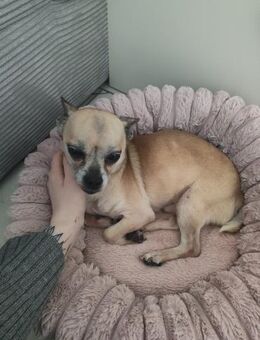 🐶 Murphy kleiner Chihuahua - Kassel