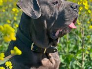 Cane Corso Rüde sucht Traumplatz - Hamm
