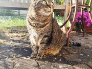 Katzenfelix.de - Katzensitter/Katzenbetreuung Bad Kreuznach/Alzey - Siefersheim