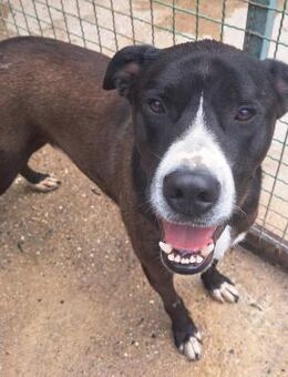 Wem darf Mato ein loyaler Freund sein? - Obertshausen