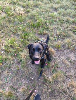 Loona mit Herz - Luckenwalde