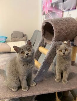 BKH kitten (blue) - Stimpfach