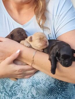 Shih poo Welpen suchen auf Lebenszeit ihr Zuhause - Glandorf