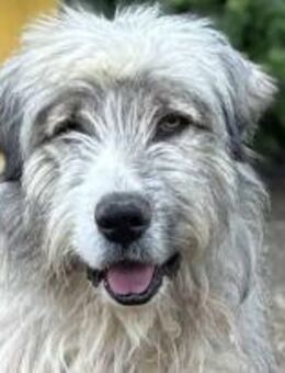 Liam möchte gesehen werden 🐾 - Elsdorf (Nordrhein-Westfalen)