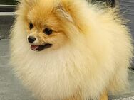 Pomeranian zwergspitz 1 Welpe - Ochtrup