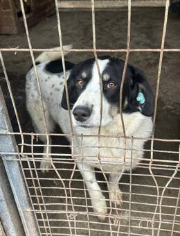 Zito, dankbar, verschmust, sanft - Alfdorf