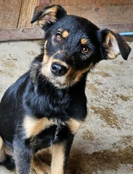 Caspar ist ein kleiner Held 🐾 - Elsdorf (Nordrhein-Westfalen)