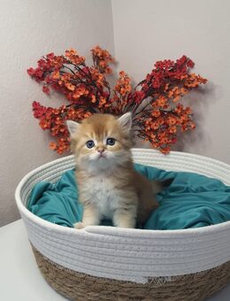 Liebevolle und verspielte BKH und BLH Kitten - Schwalbach