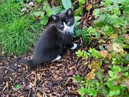 Katzenbaby / kleiner Kater - Karstädt (Brandenburg)