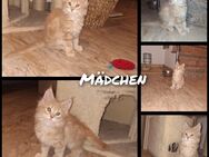 Wunderschöne Maine Coon Kitten - Soest