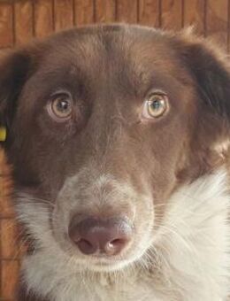 LYRA-wunderschöne Jung-Hündin,54 cm - Rösrath