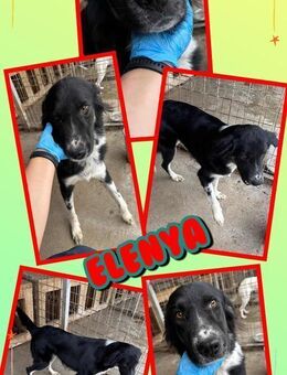 liebe Elenya sucht ein Zuhause - Nürnberg