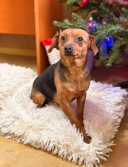 Iza - sanfte Fellmaus sucht Vertrauen - Gerlingen