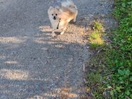 Pomeranian Zwergspitz - Birkenfeld (Bayern)