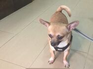 NEO, m., kastr., Chihuahua, 25 cm - Sipplingen
