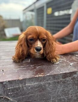 Monty, hübscher Cavalier King Charles - Remagen