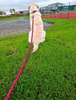 Golden Retriever Rüde - Velbert