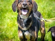 freundl. Gunner, mittelgr. sucht PS/ES - Berlin