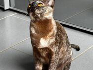 Burma Katze - Dittelsheim-Heßloch