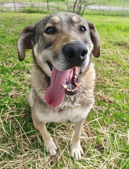 Finn sucht sein Für-Immer-Zuhause 🏠🐕 - München