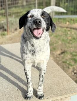 Milka süßer wie Schokolade - Krefeld