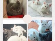 3 Wunderschöne BKH Kitten suchen ein gemütliches und liebevolles Zuhause Zuhause - Neuss