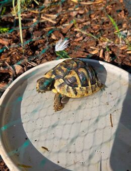Griechische landschildkröten - Essen