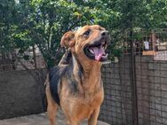 Hailey sucht Dich - Wallerfangen