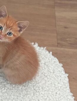 Main Coon Mix - Unterdießen