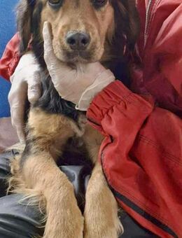 Kalea - absolute Familienhündin - Koblenz