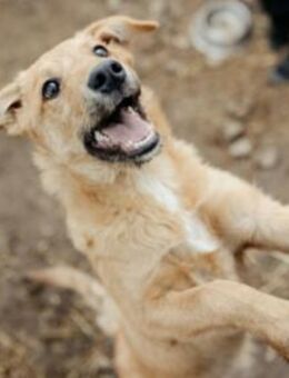 Menschenbezogener, verschmuster Gaio - Kallmünz