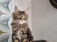 Maine Coon Weibchen - Salzgitter