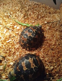 Astrochelys Radiata Nz23 - Höchstädt (Donau) Zentrum