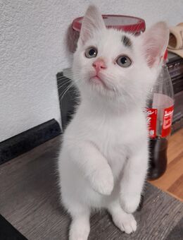 Babykatzen weiß - Ahorn (Baden-Württemberg)