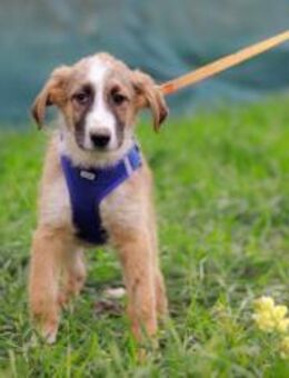 Alf - außerirdisch süß! - München