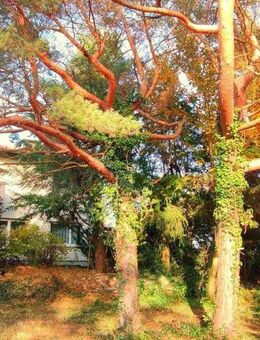 TOP LAGE IM BESTANDSWOHNGEBIET / TRAUMHAFTEN GARTEN MIT SÜDAUSRICHTUNG IN SCHESSLITZ - Scheßlitz