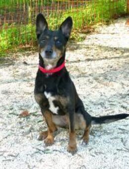 Kuna sucht ihr Zuhause - Fronreute