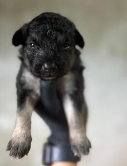 Süßes, liebes Welpenmädchen 23B - Kallmünz