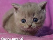 Britisch Kurzhaar Katzenbaby mit grünen Augen - Berlin