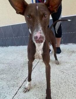 Rasca hat viel Energie - Donaueschingen