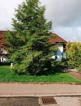 Ruhige 2 Zi-Wohnung mit 60 qm OG Sulz a.N. - Sulz (Neckar)